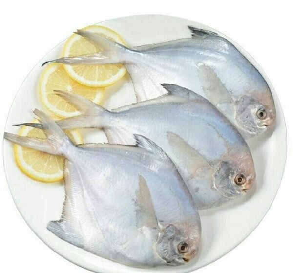 Pampus argenteus for sale